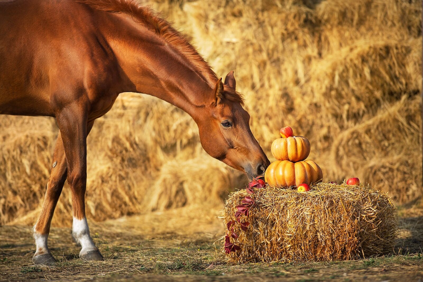 Red horse portrait with autumn harvest pumpkins